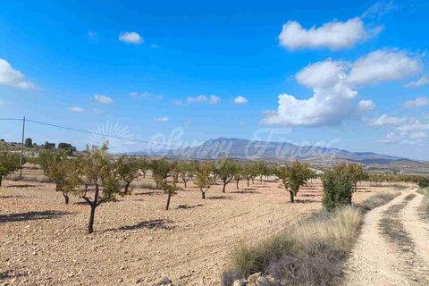 Helårsgrund i Jumilla, Murcia, Jumilla - € 29.900 | Ref: SF0544 - foto 14